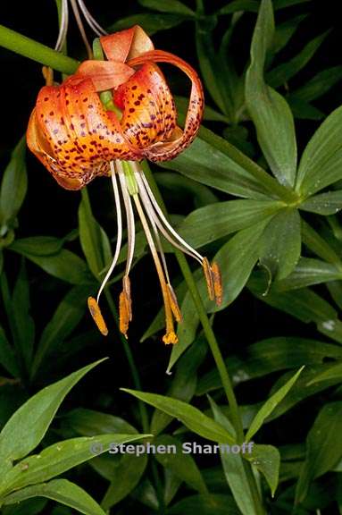 lilium pardalinum ssp pardalinum 1 graphic